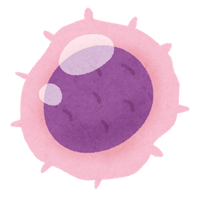 リンパ球（白血球）